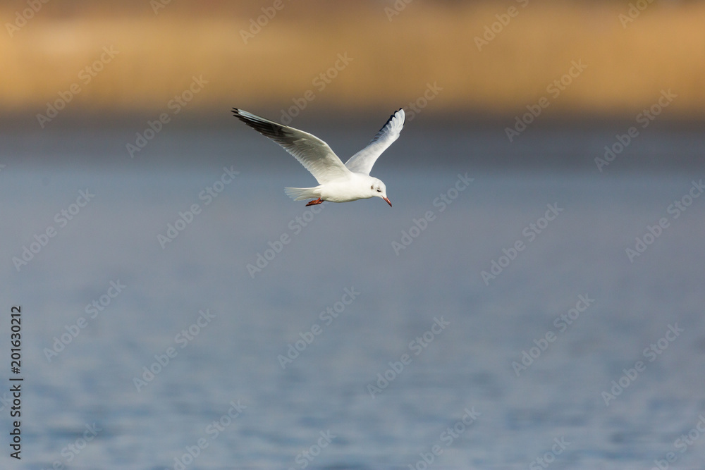 black-headed gull (larus ridibundus) flying, reed belt, water, sunshine black-headed gull (larus ridibundus) flying, reed belt, water, sunshine