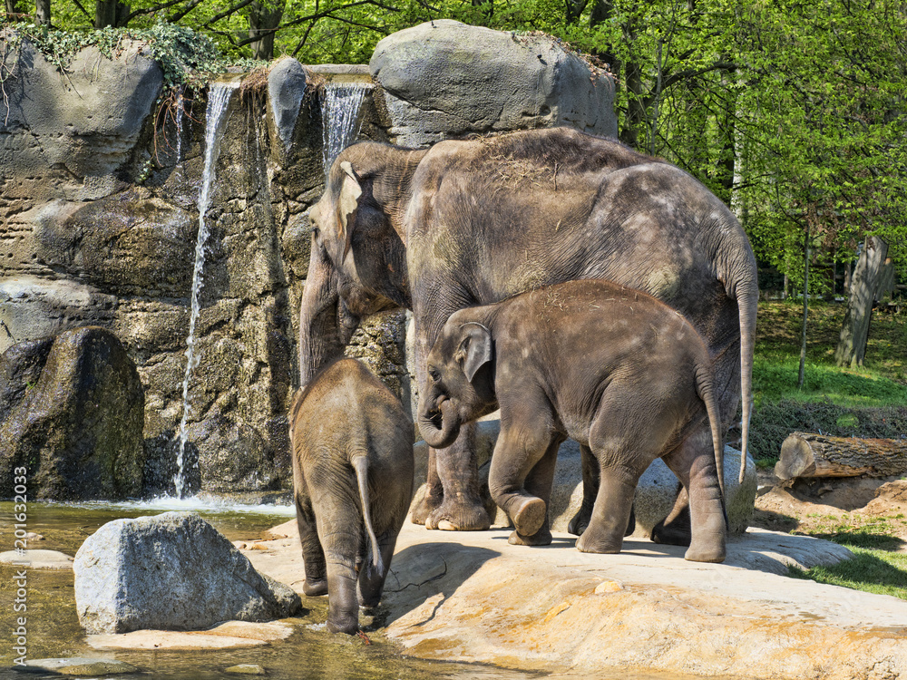 Fototapeta premium Baby games, Asian Elephant, Elephas maximus
