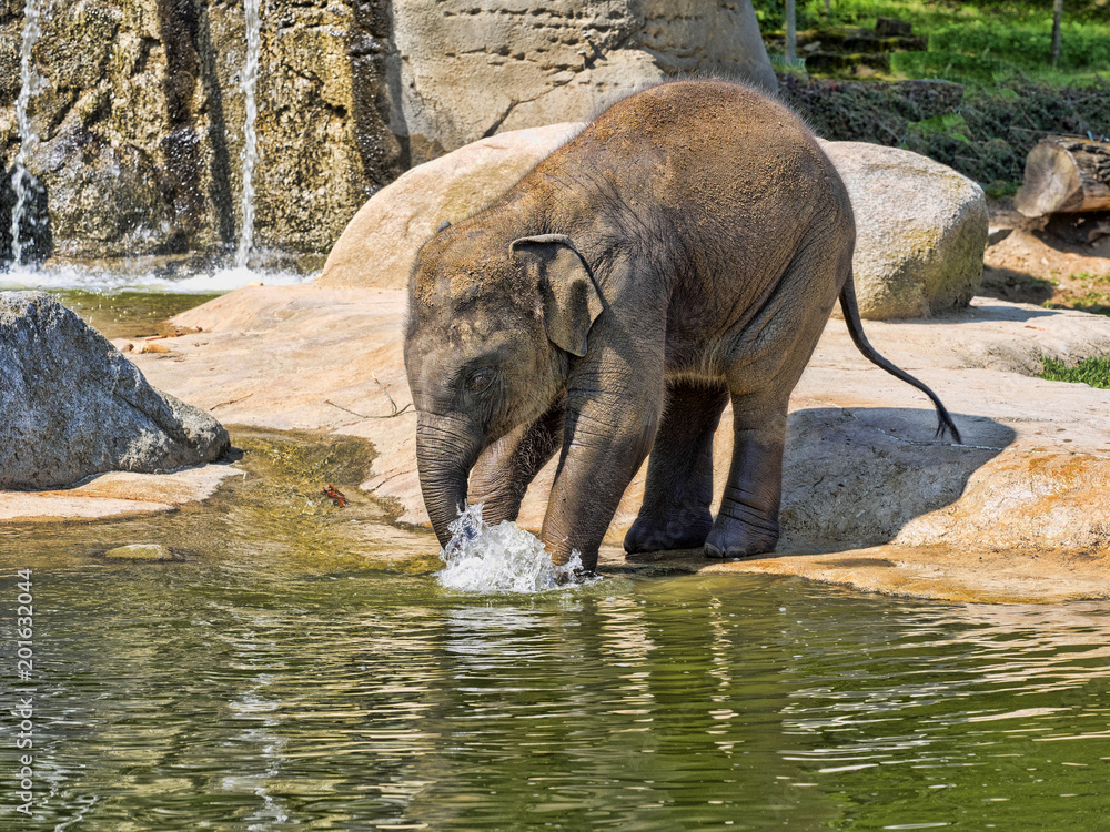 Fototapeta premium Baby games in the water, Asian Elephant, Elephas maximus
