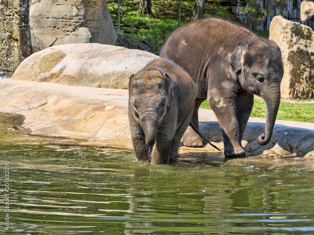 Fototapeta premium Baby games in the water, Asian Elephant, Elephas maximus