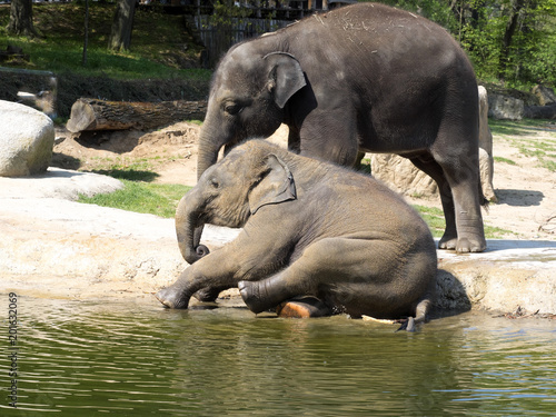 Baby games in the water   Asian Elephant  Elephas maximus