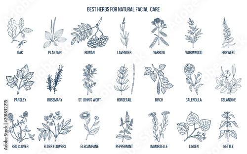 Best medicinal herbs for natural facial care