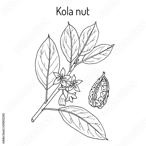 Kola nut ola acuminata , medicinal plant