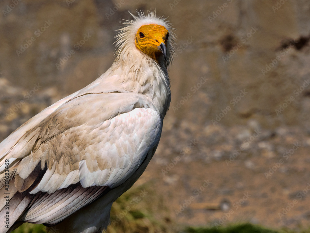 The Egyptian vulture, Neophron percnopterus, is a smaller crayfish bird The Egyptian vulture, Neophron percnopterus, is a smaller crayfish bird