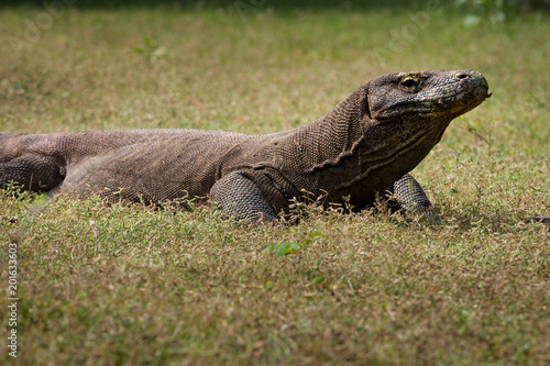 Komodo dragon © jamesdugan