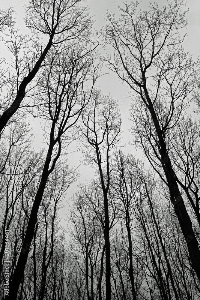 Dramatic photograph of trees taken with an interesting perspective. Dramatic photograph of trees taken with an interesting perspective.
