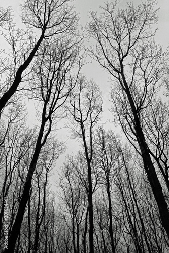Dramatic photograph of trees taken with an interesting perspective.