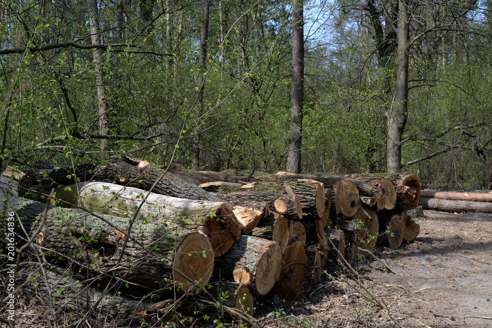 Pile of felled oak logs in the forest Pile of felled oak logs in the forest