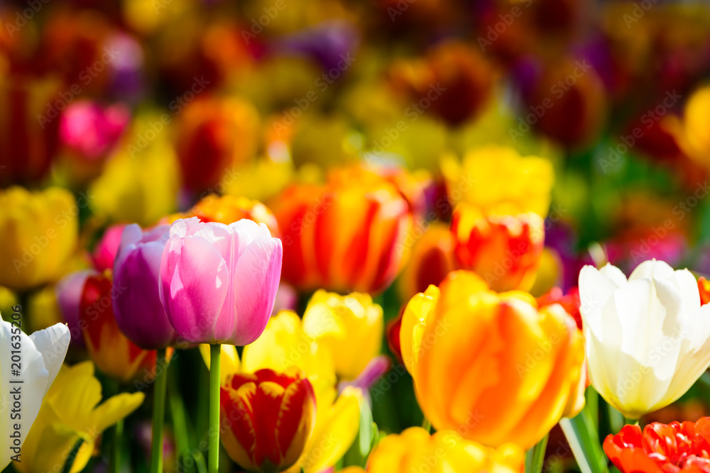 Fototapeta premium チューリップ畑 Tulip