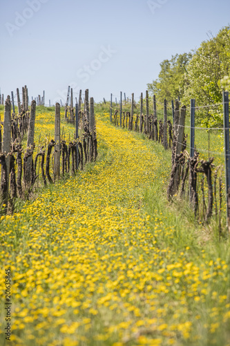 spring vineyard row full of yellow flowers