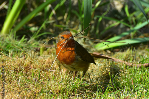 Wild Robin with nesting material in its beak
