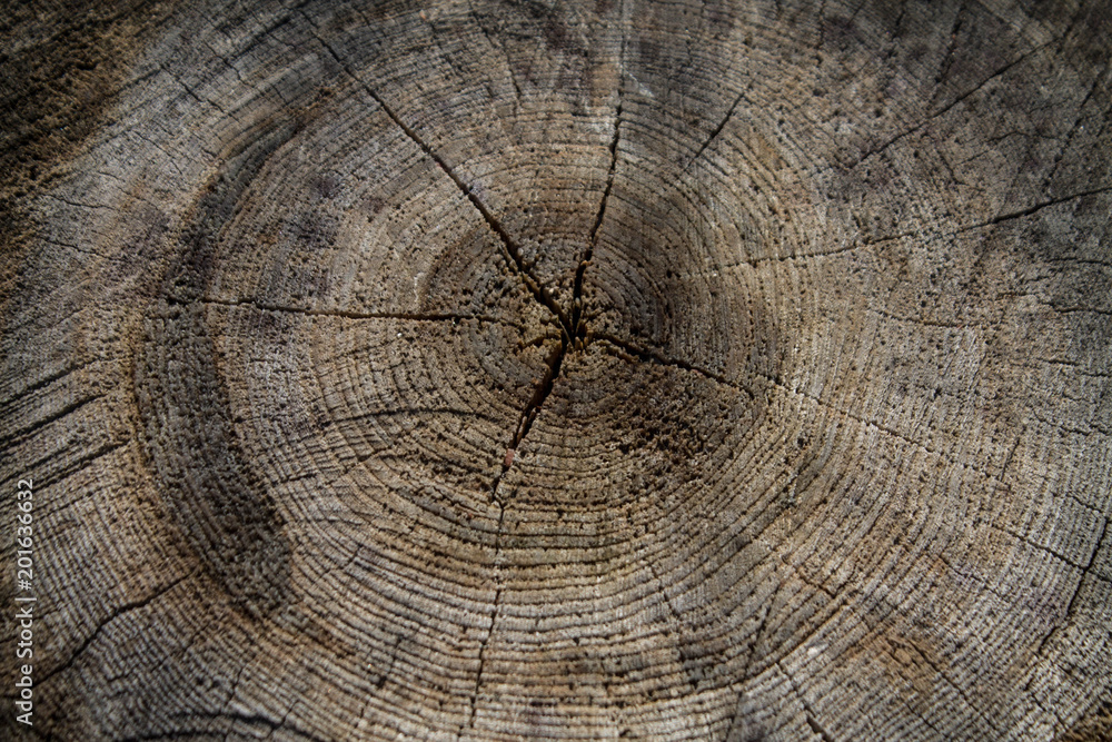 Naklejka premium old cut wood background with cracks