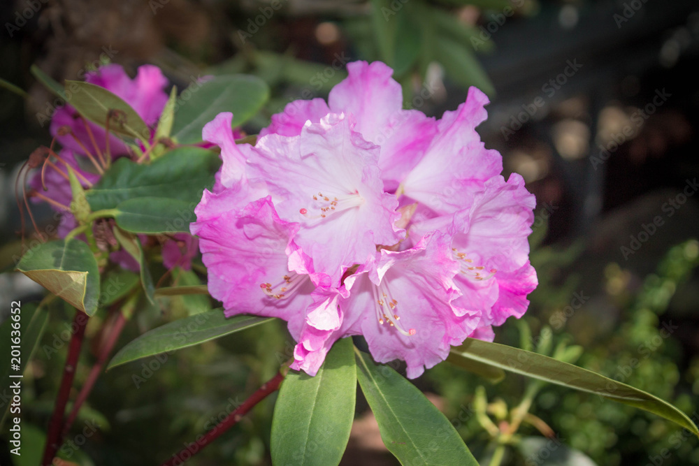 Fototapeta premium pink rhododendron flowers. subtropical plant