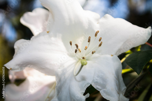 big beautiful white flower macro. subtropical plant