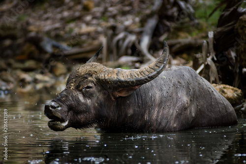 Water buffalo in shade