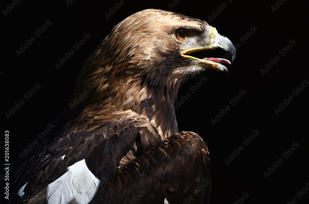 Obraz premium Spanischer Kaiseradler