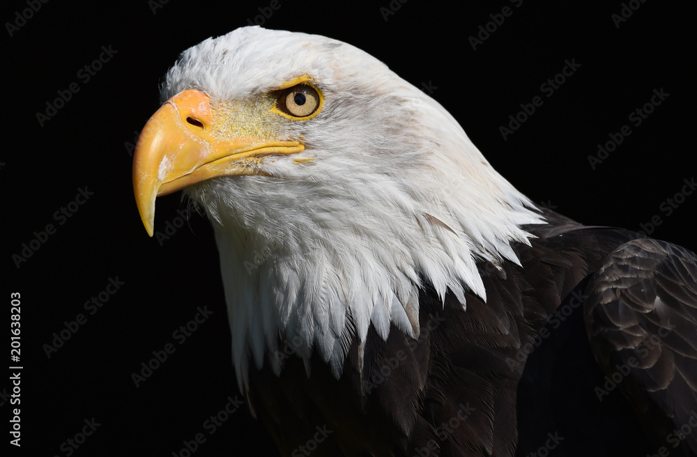 Naklejka premium Weißkopfseeadler