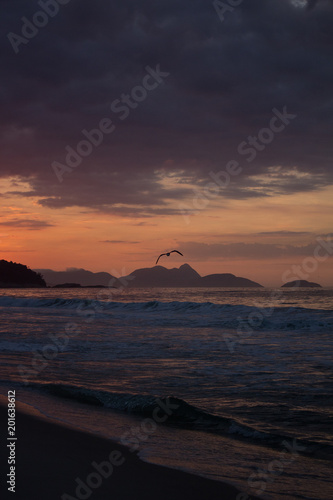 sunrise in the sea with bird flying 