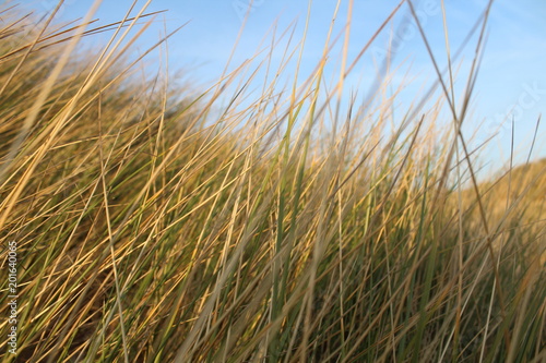 Beach grass