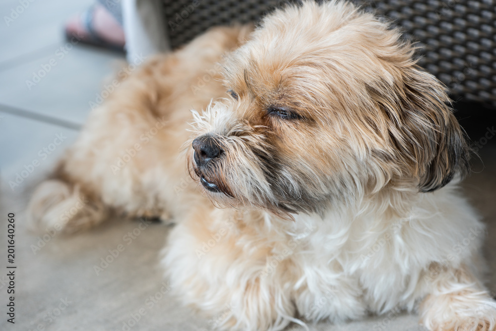 Shorky, ShiTzu Yorkshire Terrier Mischling auf dem Boden