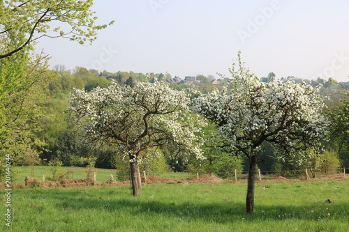 Blühende Apfelbäume in der Natur