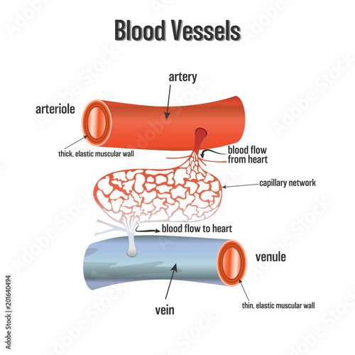 Blood Vessels system isolated on white background as Health care and science concept. vector illustration.