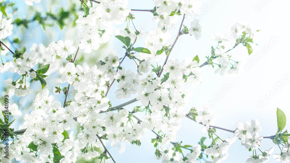 Flowering cherry tree on blue sky background at sunny day. Spring floral background. Flowering cherry tree on blue sky background at sunny day. Spring floral background.