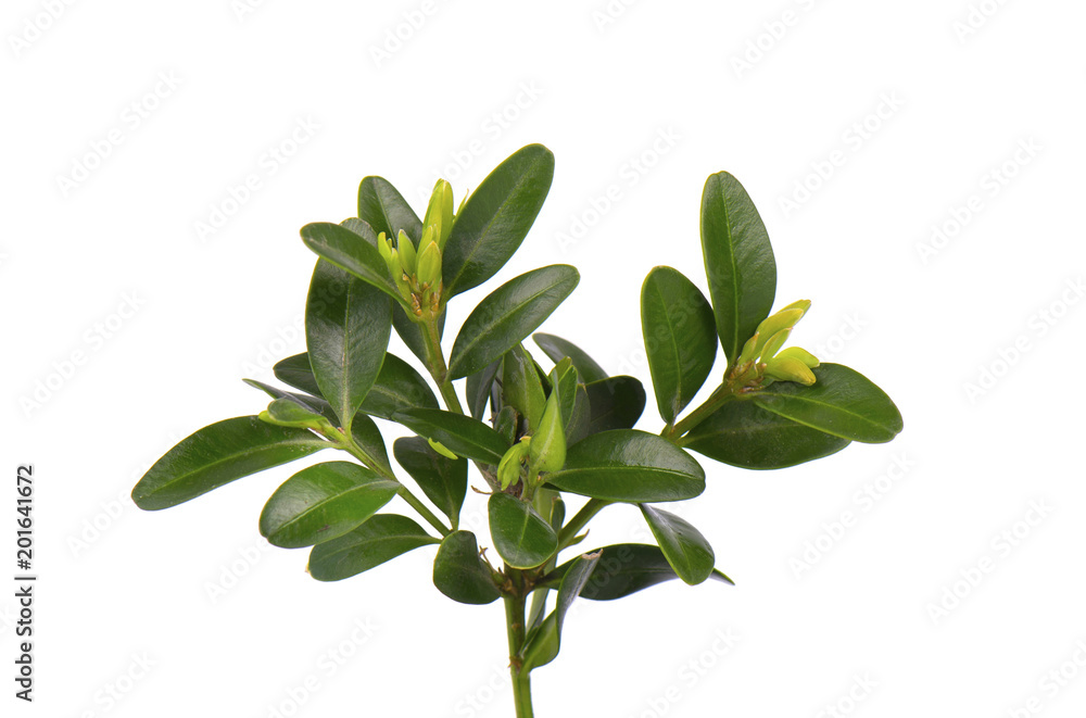 Boxwood branch isolated on a white background. Boxwood branch isolated on a white background.