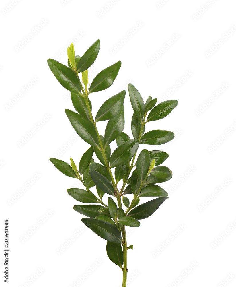 Boxwood branch isolated on a white background. Boxwood branch isolated on a white background.