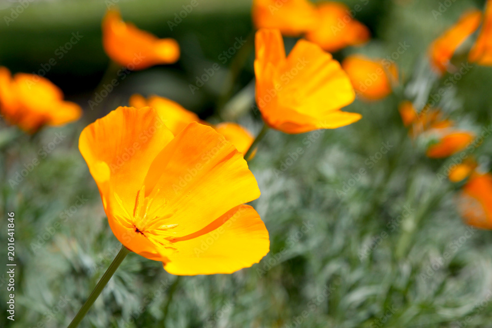 California Poppies in Poppy Field California Poppies in Poppy Field