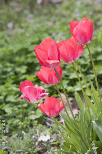 Beautiful red tulips with green leaves in a green background