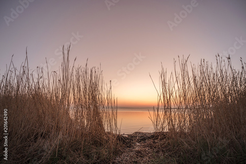Rushes by a lake in the sunrise