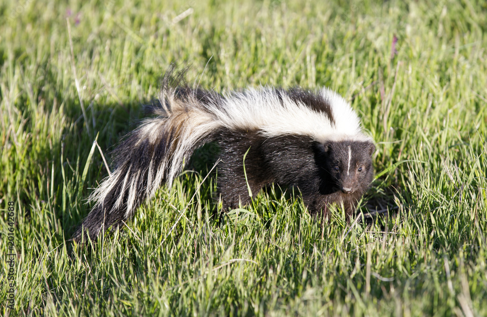 Striped Skunk (Mephitis mephitis) looking in alert. Santa Clara County, California, USA.