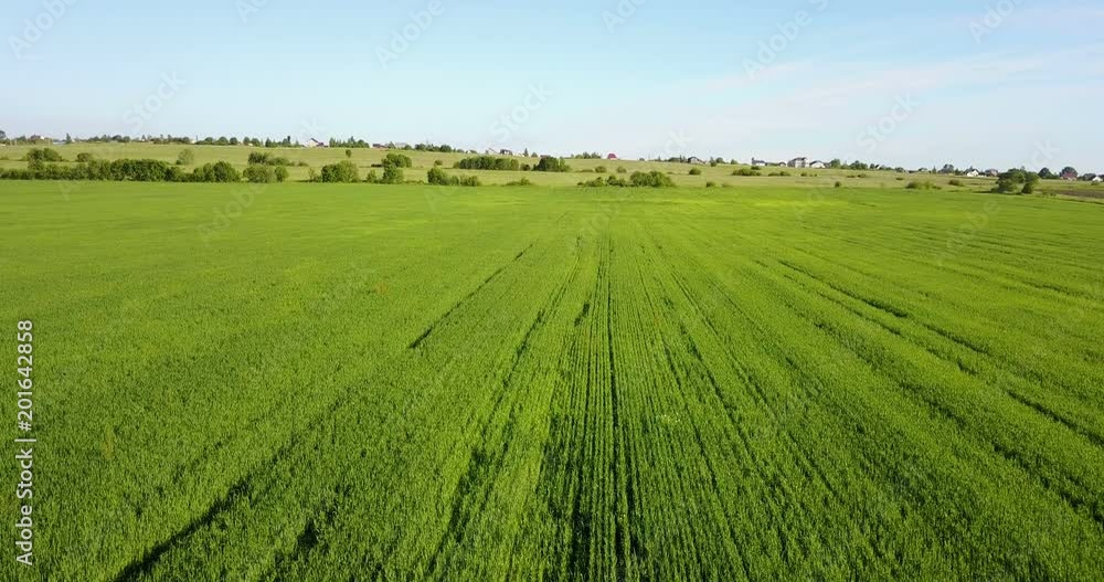 Aerial Drone Shot over Large Green Wheat Field Aerial Drone Shot over Large Green Wheat Field