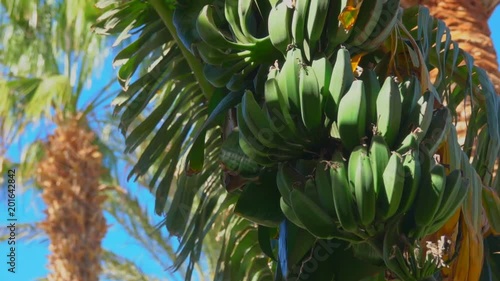 Wallpaper Mural Close-up of banana tree leaf and fruit against the background of a bright blue sky. Torontodigital.ca