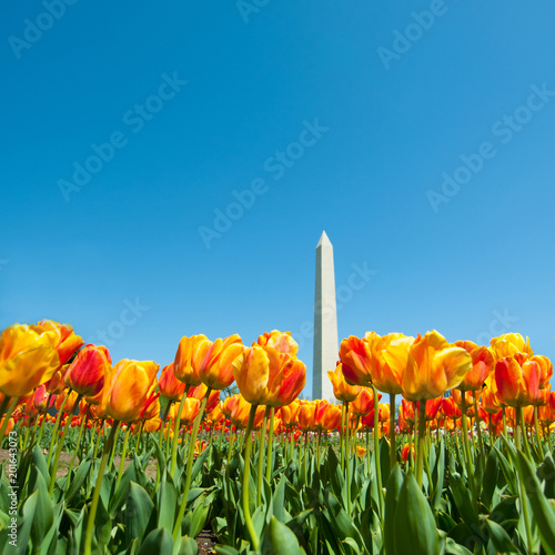Tulips with Washington Monument