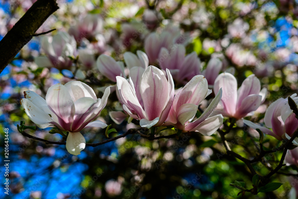 Magnolia. Arboretum Bolestraszyce Magnolia. Arboretum Bolestraszyce