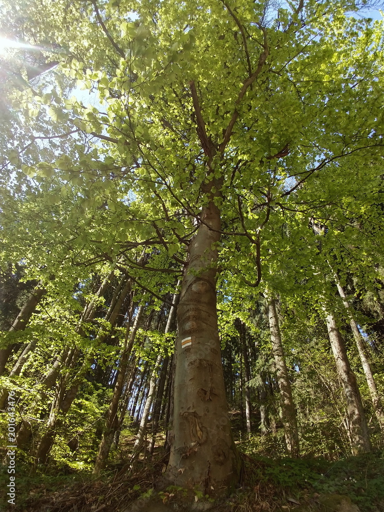 Fototapeta premium Trees in the forest. Slovakia