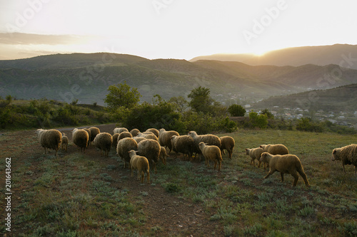  sheep on the field