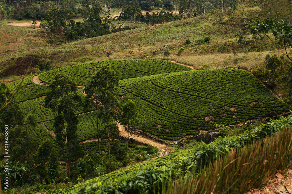  tea plantations of Sri Lanka
