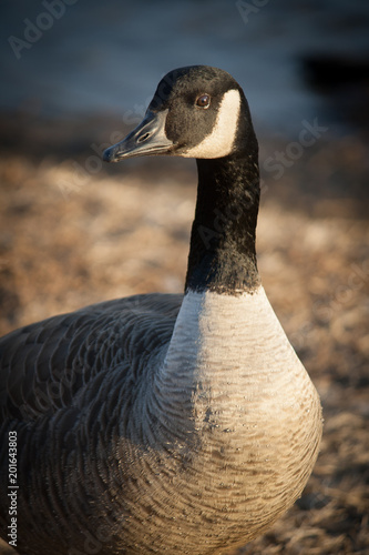 Goose By the Lake