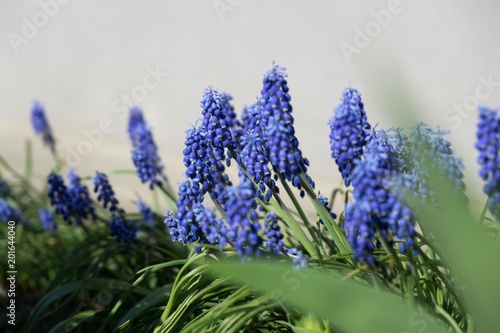 Blue Muscari flower. Slovakia