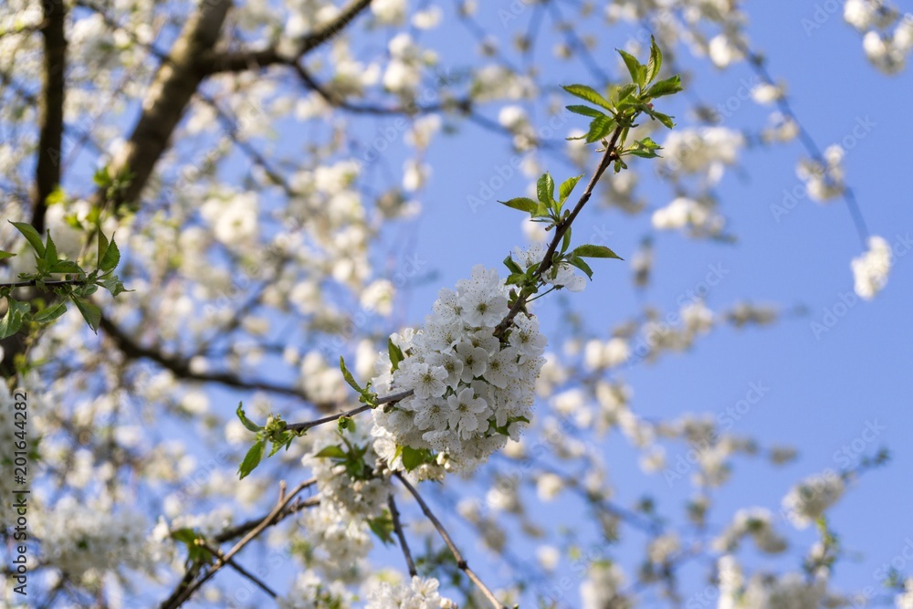 Spring tree flowering white blooming tree. Slovakia