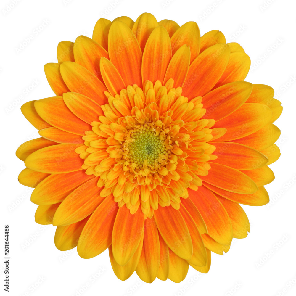 Beautiful Gerbera (Daisy) isolated on white background. Germany Beautiful Gerbera (Daisy) isolated on white background. Germany