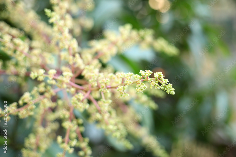 Mango flower, A branch of inflorescence mango flower.