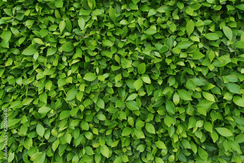 background of green leaves © Алексей Голуб