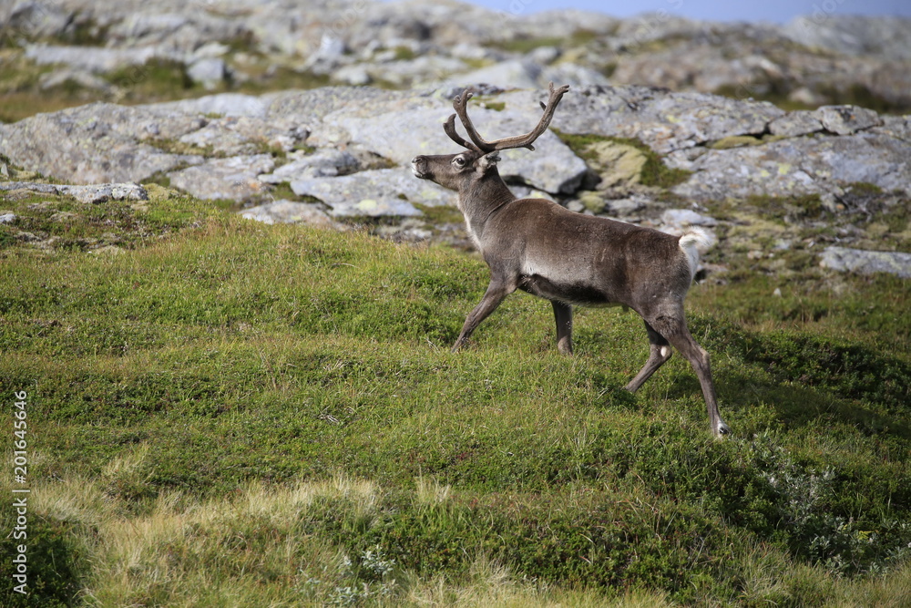 Reindeer on mountain in Northern Norway