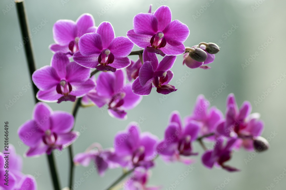 Fototapeta premium Beautiful group of purple orchid flowers in bloom with buds, indoor flowering phalaenopsis