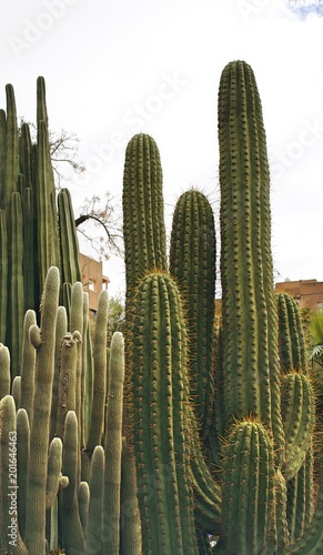 Succulents - Cactus