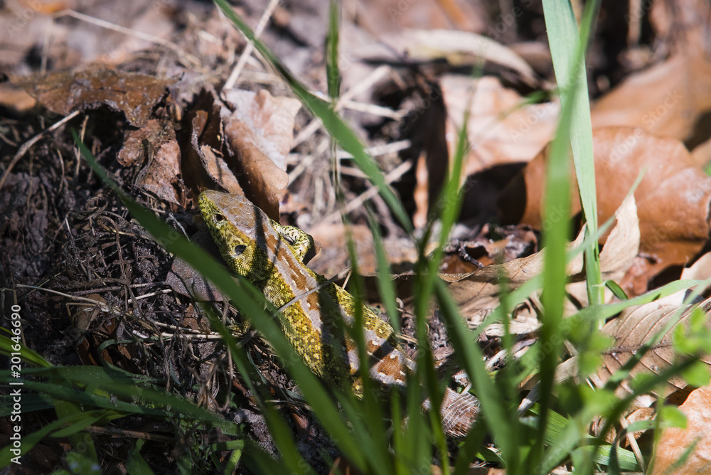 Grüne Zauneidechse im Laub, Eidechse im Laub, Eidechse und Waldboden mit Laub, Lacerta agilis Grüne Zauneidechse im Laub, Eidechse im Laub, Eidechse und Waldboden mit Laub, Lacerta agilis